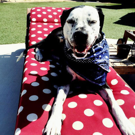 Coast to Coast Bandana